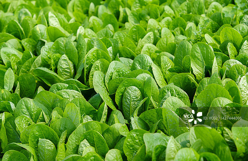 绿色生态有机蔬菜温室图片素材