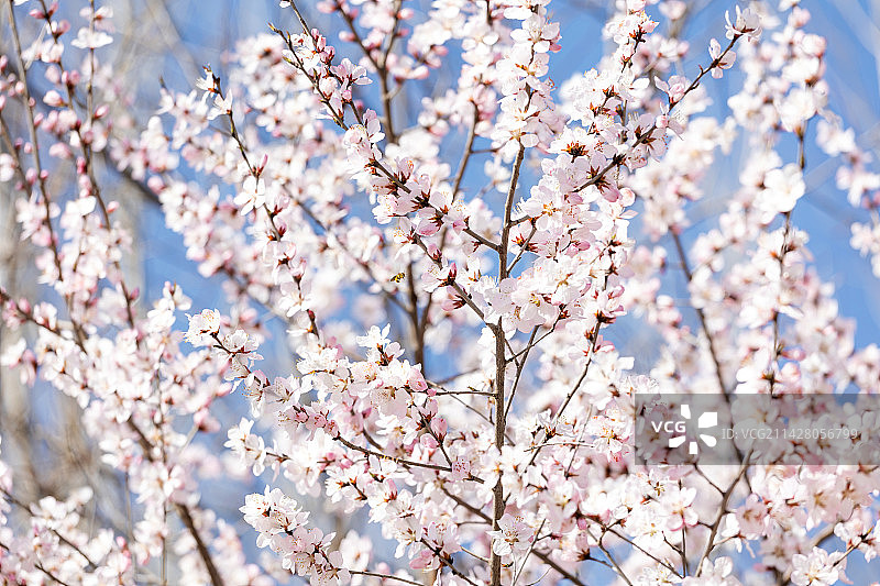 公园里盛开白色的山桃花图片素材