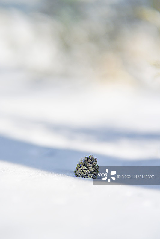 冬天雪地树阴里的松塔图片素材