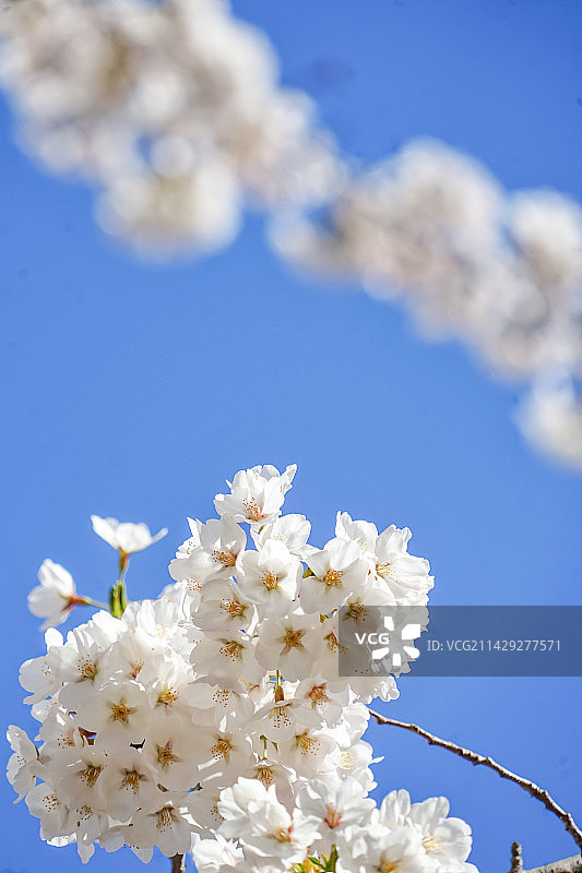 蓝天下白色樱花的特写镜头图片素材