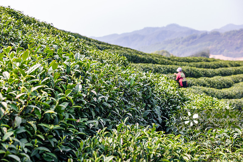 春天茶山上采摘信阳毛尖的茶农自然风景图片素材
