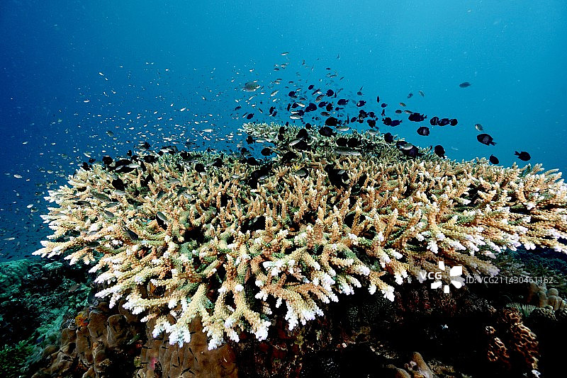 珊瑚礁图片素材