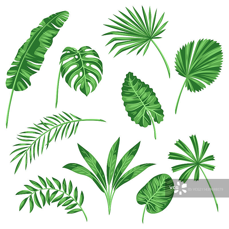 一套风格化的热带棕榈叶形象图片素材