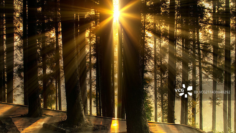 森林中迎来的第一缕阳光图片素材