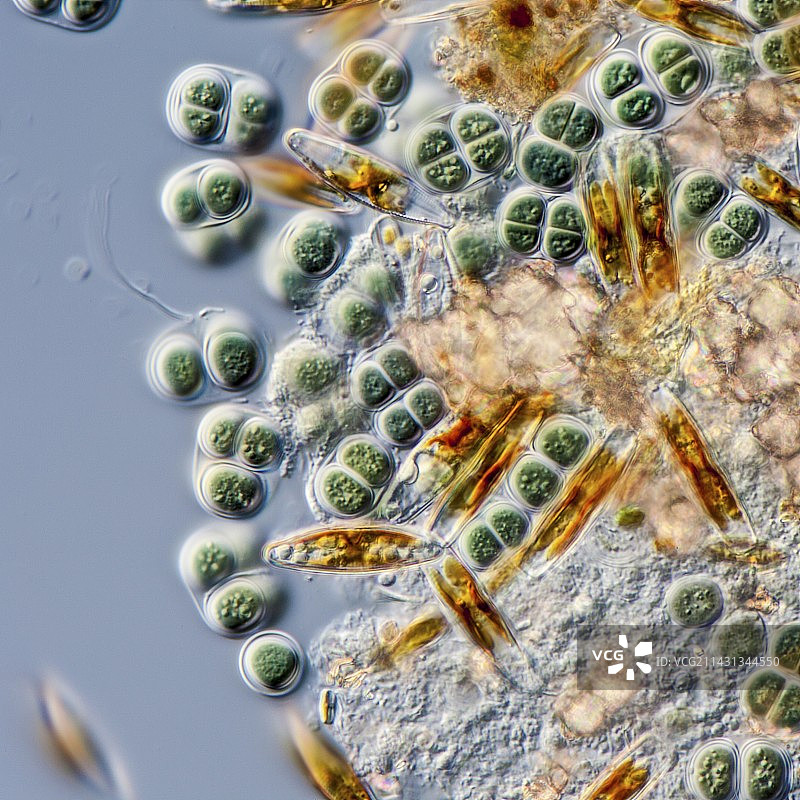 蓝藻球菌，LM图片素材
