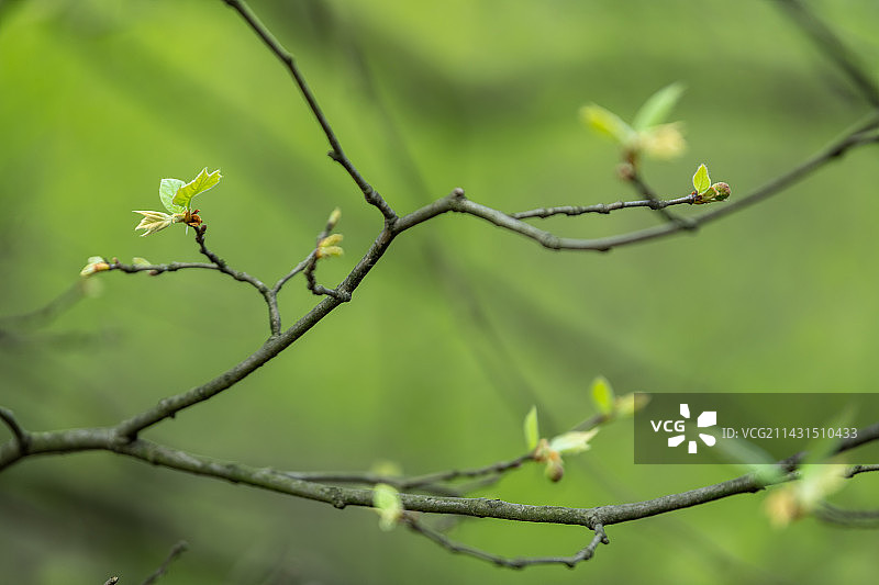 春天新发芽的梧桐树枝图片素材