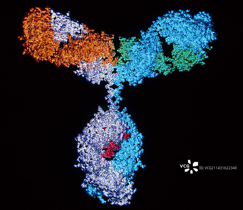 免疫球蛋白G抗体图片素材