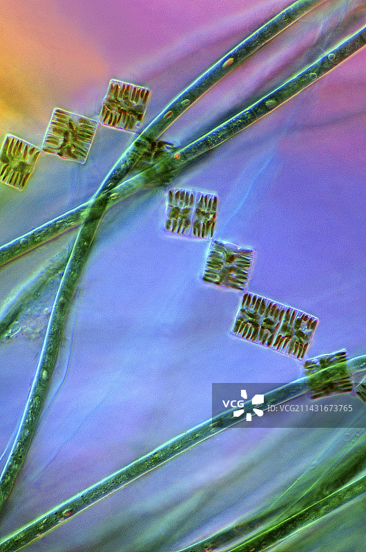 硅藻和蓝藻，显微照片图片素材