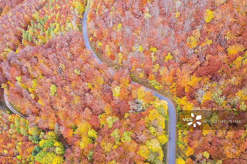 森林在秋天五颜六色的树叶季节鸟瞰路的方式，斯图加特，德国，欧洲图片素材