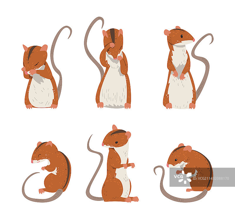 田鼠是一种小啮齿动物，长着长尾巴图片素材