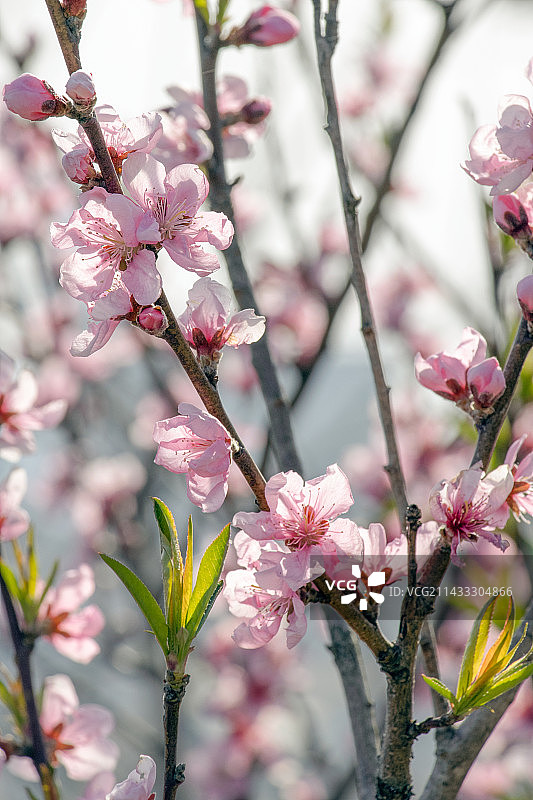 逆光下的粉色樱花，花瓣纹路清晰可见图片素材