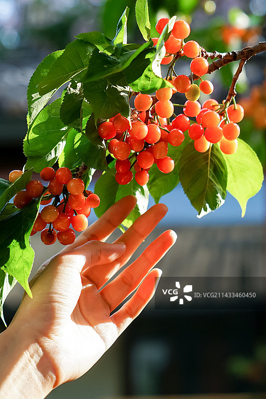 一只手采摘红色樱桃在树上图片素材