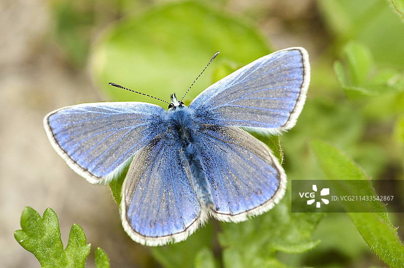 普通蓝蝴蝶，Polyommatus icarus，英国图片素材