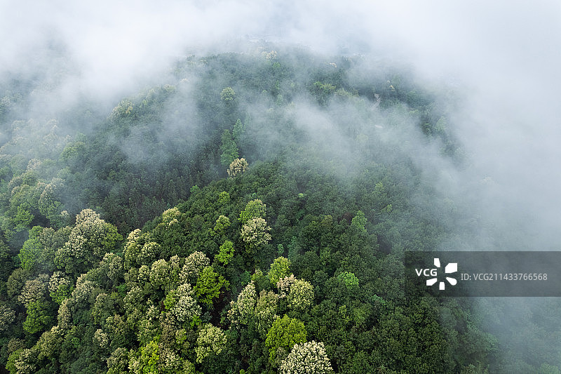 重庆虎峰山森林公园的云雾图片素材