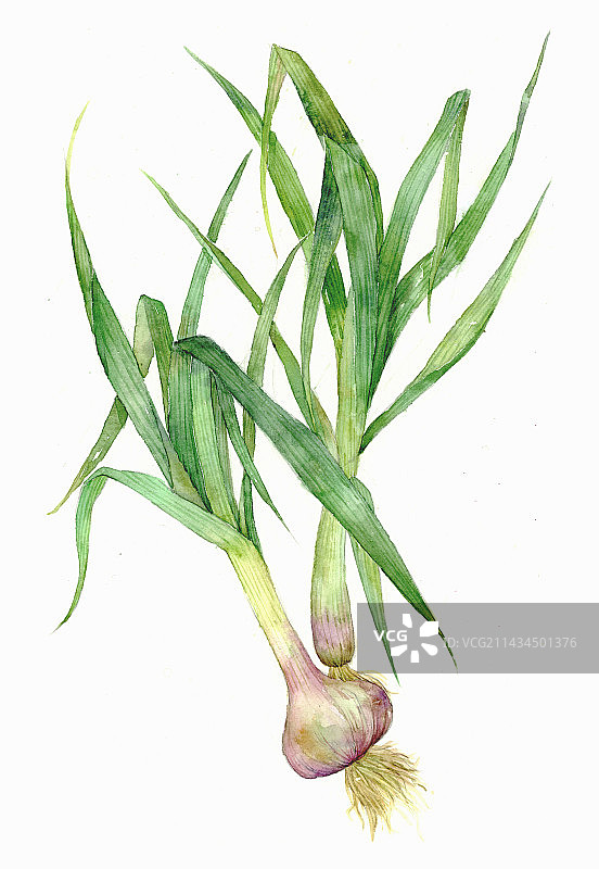 大蒜水彩植物图片素材