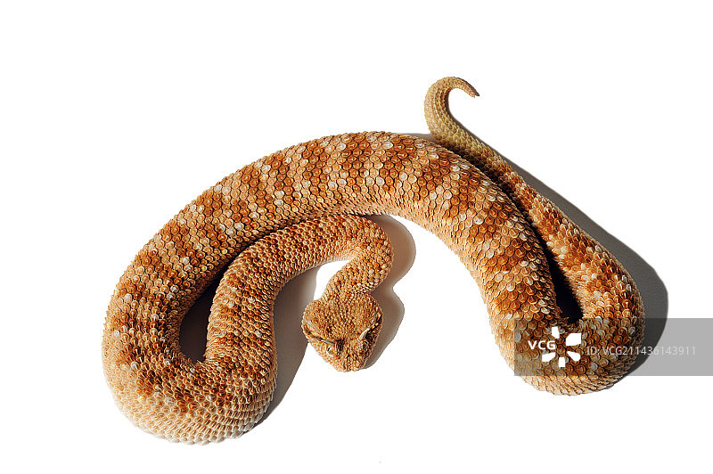 白色背景上的阿拉伯角毒蛇图片素材
