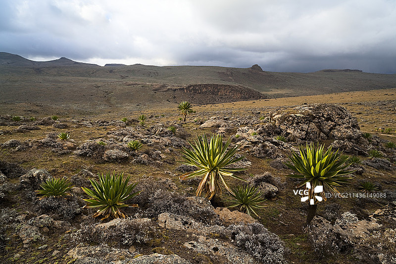 埃塞俄比亚贝尔山脉的巨型Loebelia rhynchopetalum。巨大的半边莲是东非高山和高原的典型和地方性植物。它们适应了夜间的霜冻和热带白天的炎热之间的日常变化，以及非洲山脉的极端紫外线辐射。非洲，东非，埃塞俄比亚图片素材