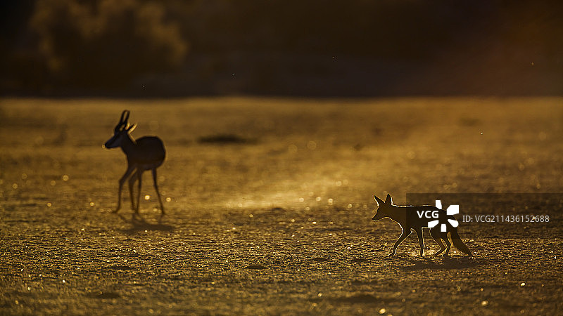 黑背豺(Canis mesomelas)和跳羚(Antidorcas marsupialis)在南非Kgalagadi跨境公园图片素材
