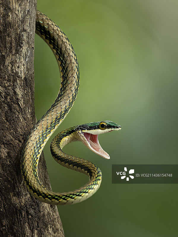 墨西哥鹦鹉蛇(Leptophis mexicanus)，产自危地马拉图片素材
