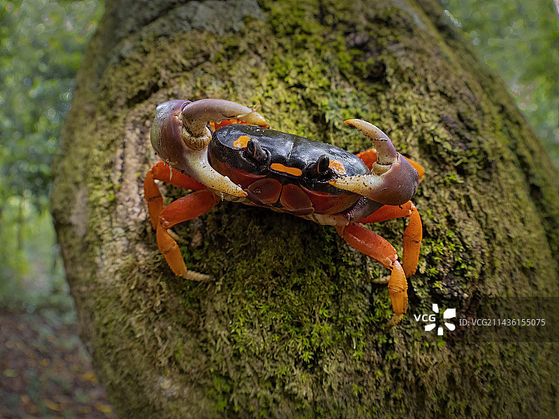 赤地蟹(Gecarcinus quadratus)，在防御位置，达连，巴拿马图片素材