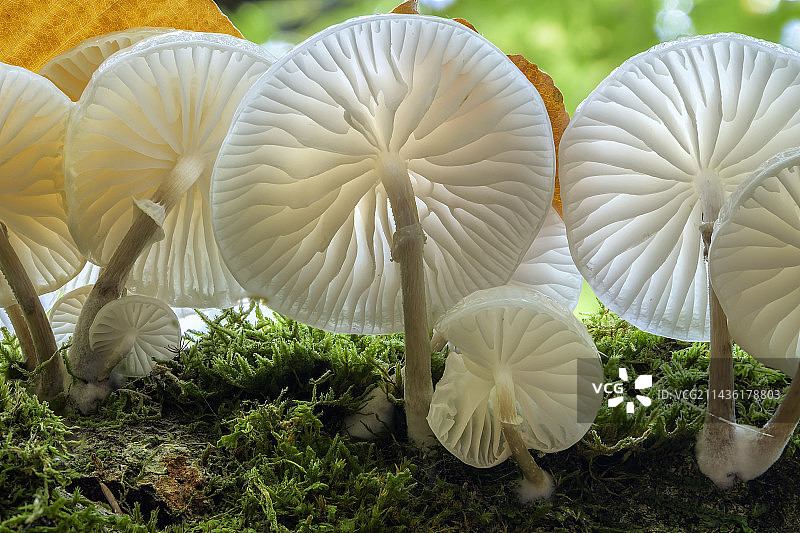 瓷蘑菇(Mucidula mucida)在一棵山毛榉树上，法国艾因图片素材