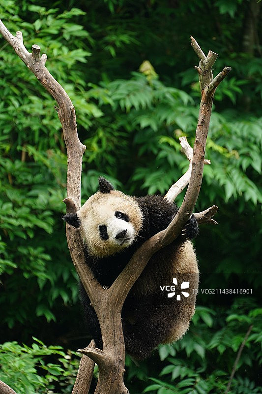 一只可爱的熊猫幼崽图片素材