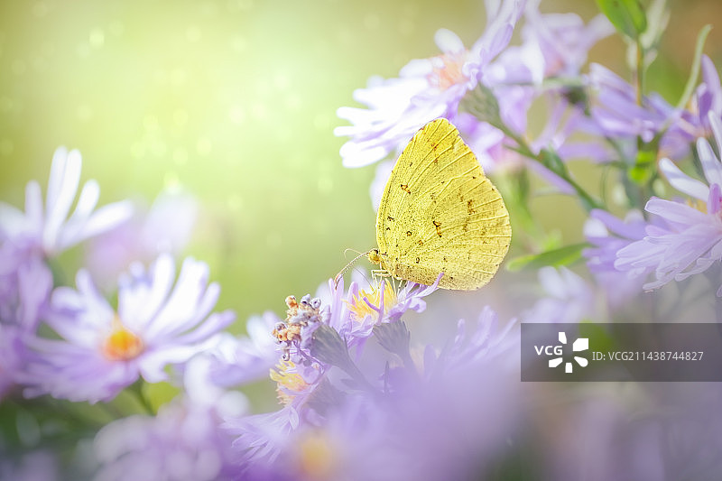 花丛中的蝴蝶图片素材