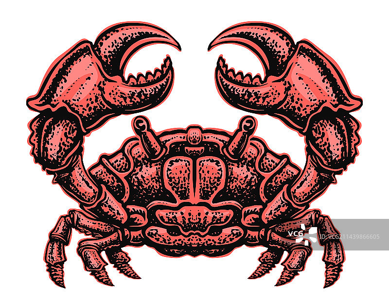 带爪的红蟹是孤立的海产动物图片素材