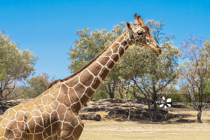 野外动物长颈鹿图片素材