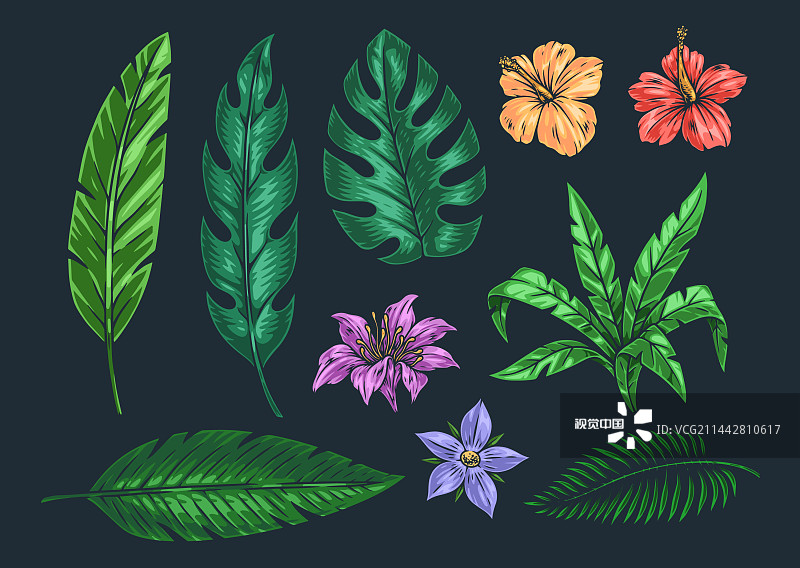 热带植物集徽绚丽多彩图片素材