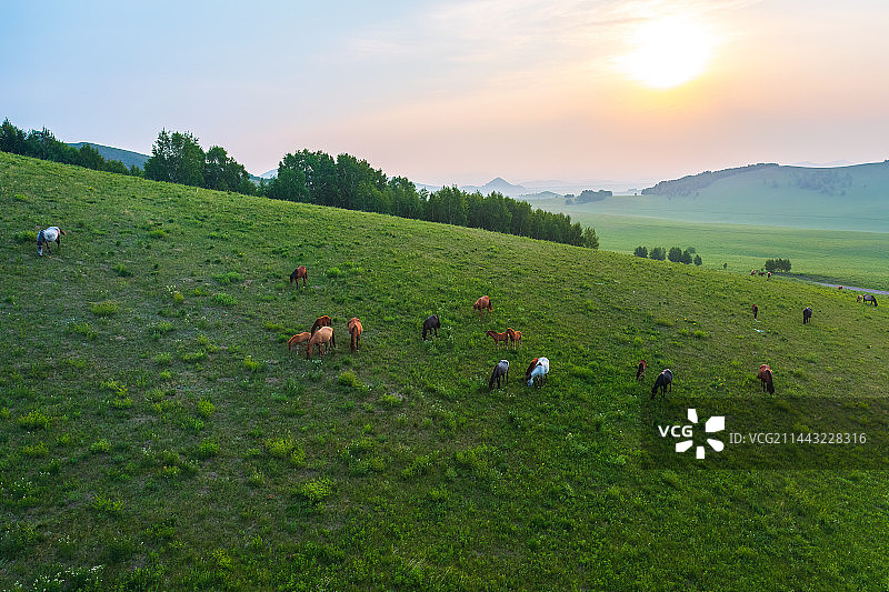 乌兰布统草原上放牧的马图片素材