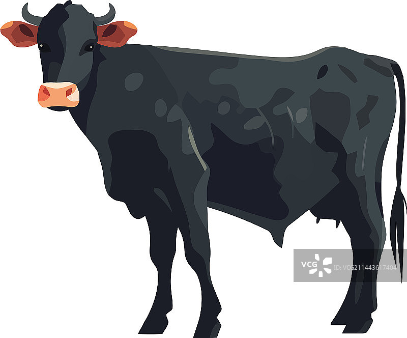 可爱的荷斯坦牛农场动物图片素材
