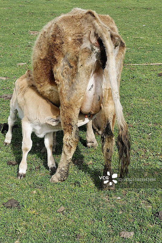 新疆伊犁琼库什台吃母乳的小牛犊图片素材