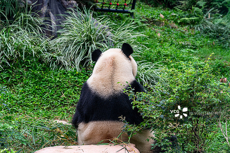 动物园中正在活动玩耍的大熊猫图片素材