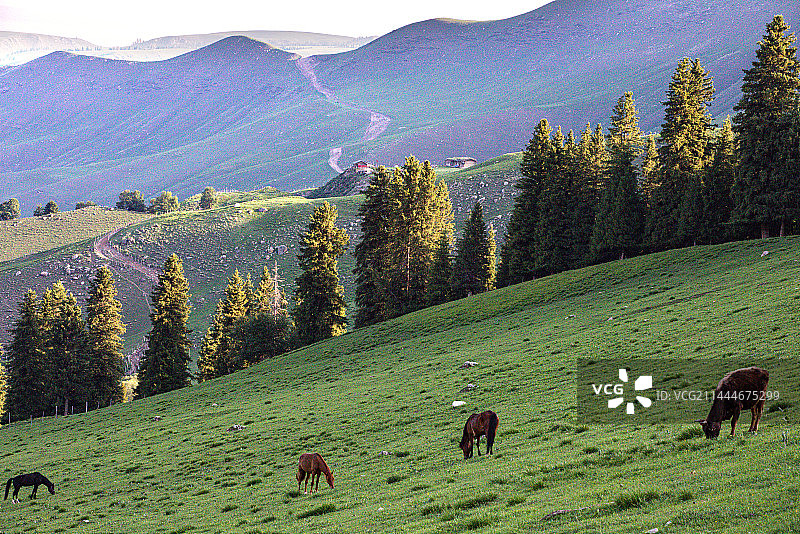 夏天新疆伊犁早晨，大草原上几匹马正在吃草图片素材