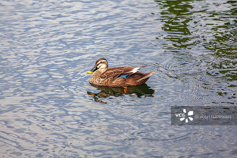 杭州西湖曲院风荷景区的鸭子图片素材