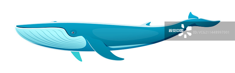 蓝鲸的性格是宏伟的海洋生物图片素材