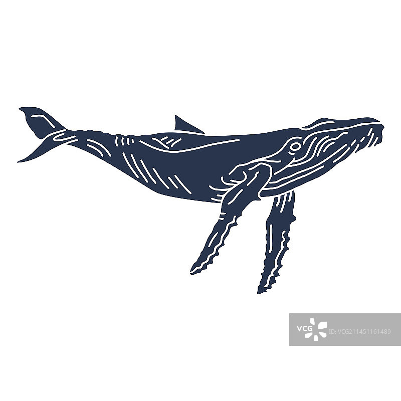 蓝鲸的海洋动物剪影图片素材