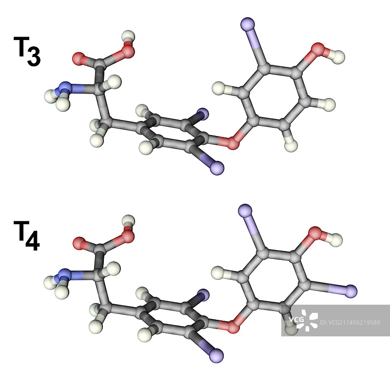 三碘甲状腺原氨酸和甲状腺素，分子模型图片素材