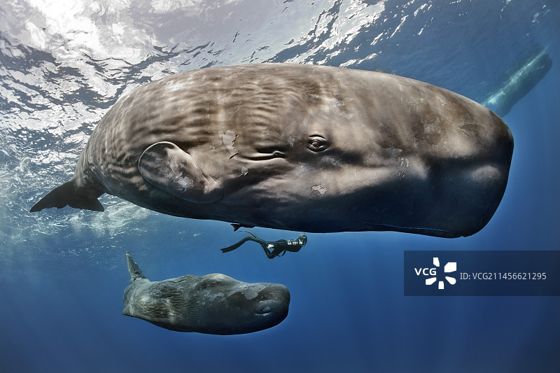 雌性潜水员和抹香鲸图片素材