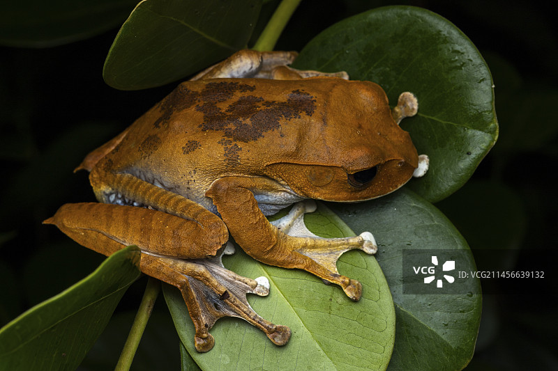 马达加斯加亮眼蛙(Boophis Madagascar ensis)，马达加斯加米津乔图片素材