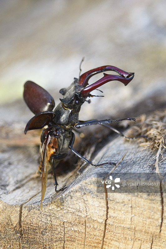 飞离的鹿角甲虫，法国奥弗涅图片素材