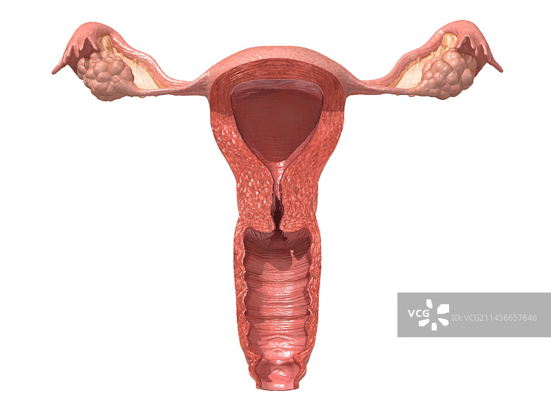 女性生殖系统，插图图片素材