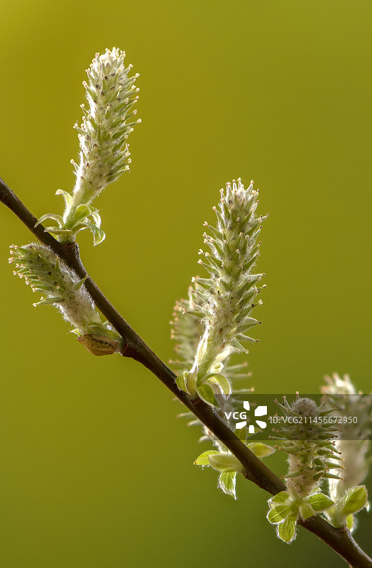 灰柳(Salix cinerea)雌柳絮图片素材