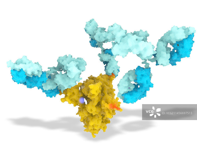 SARS-CoV-2病毒刺突蛋白和抗体，插图图片素材