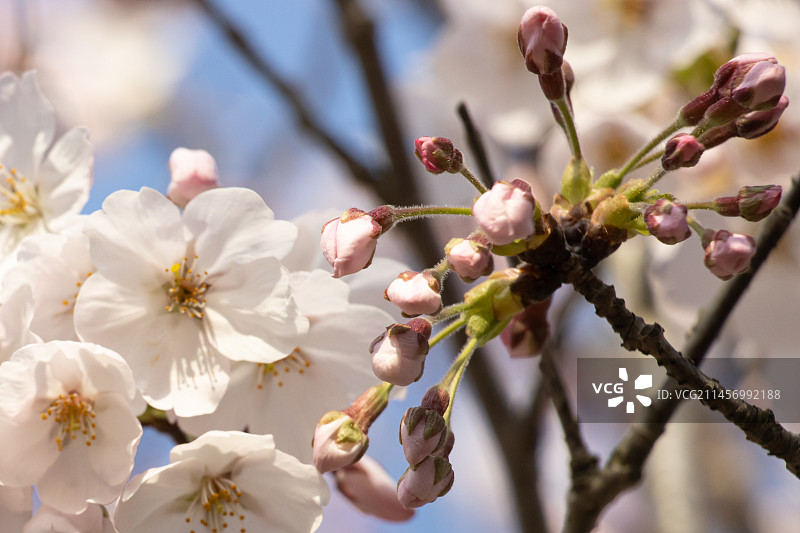 春季初绽的樱花图片素材