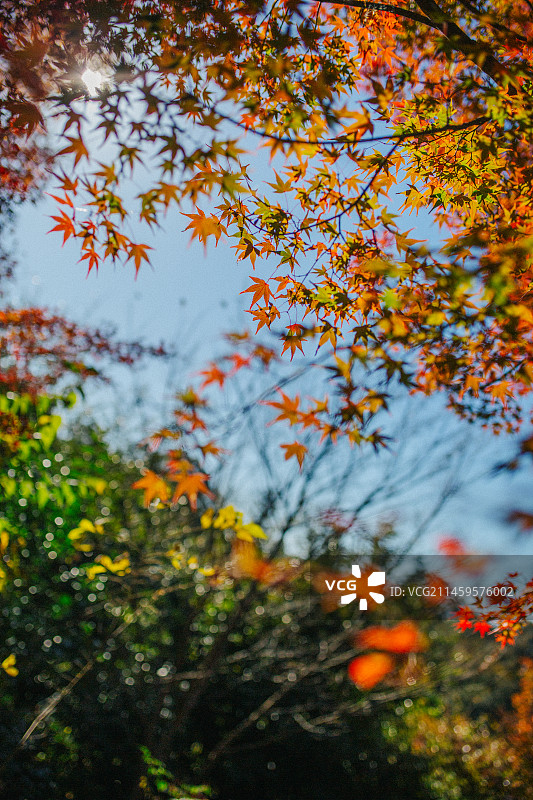 秋天的红叶，香山公园图片素材