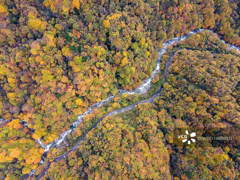 秋天彩色的森林图片素材