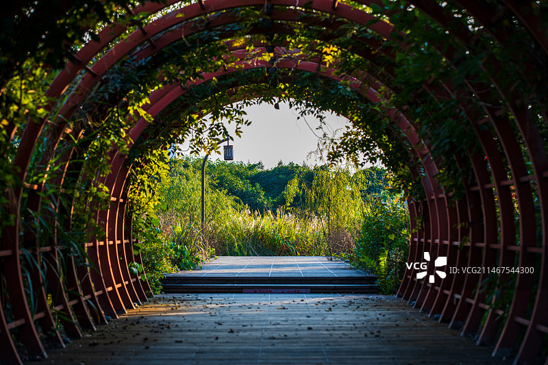 公园里的拱形绿植隧道图片素材
