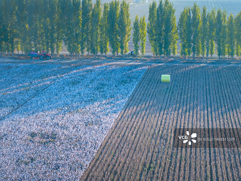 自动化农业 科技感  棉花 机械化 收割图片素材